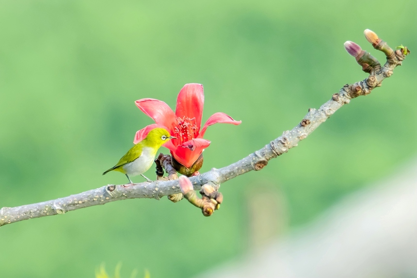 繡眼鳥。李世華攝