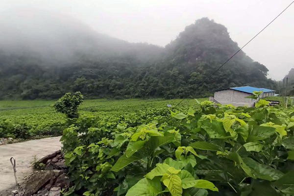 初化村桑蠶產(chǎn)業(yè)示范點(diǎn)。自治區(qū)財(cái)政廳派駐凌云工作隊(duì)供圖