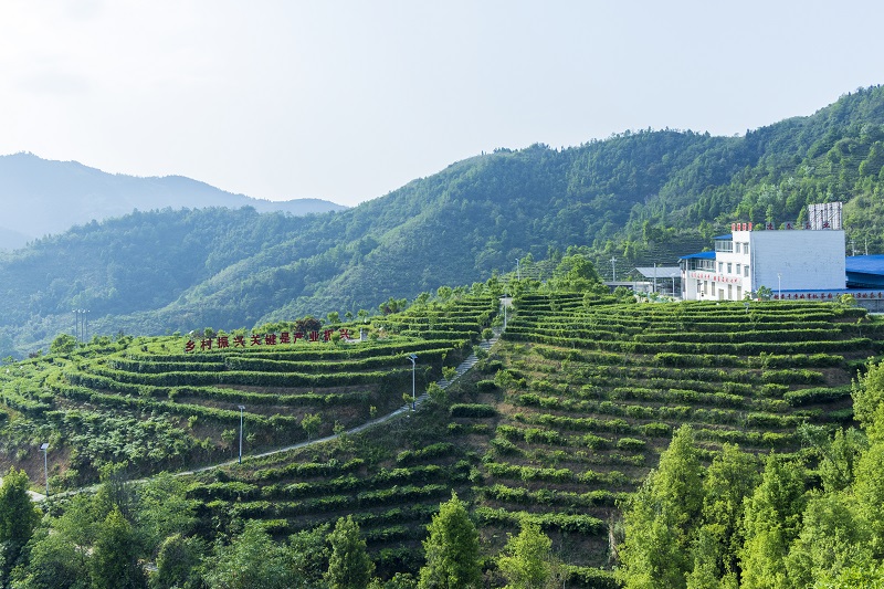 凌云茶山。黃福寧攝