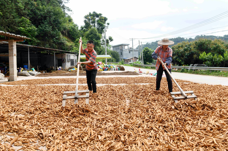 尋陽村的村民在翻曬肉桂皮