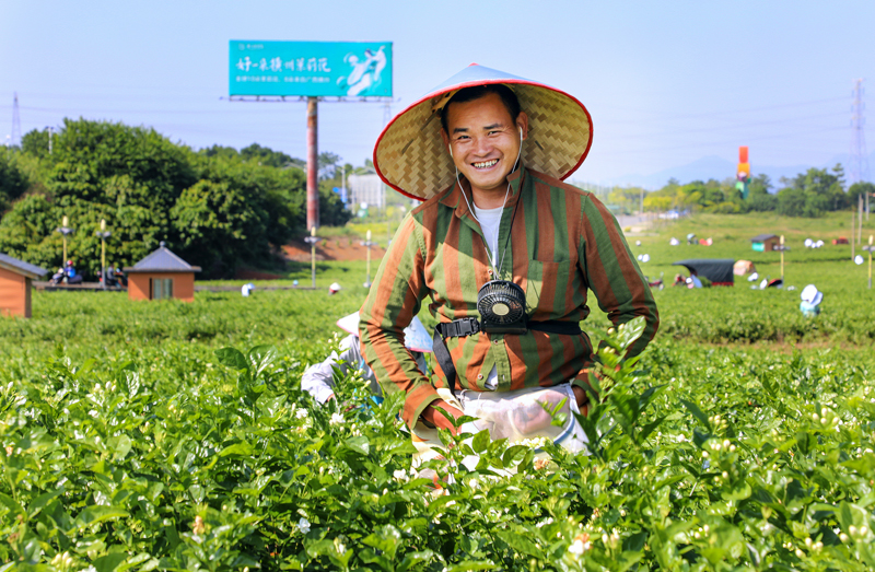 花農(nóng)采摘茉莉花。橫州市委宣傳部供圖