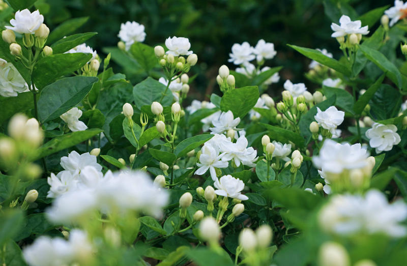 潔白芬芳茉莉花。橫州市委宣傳部供圖