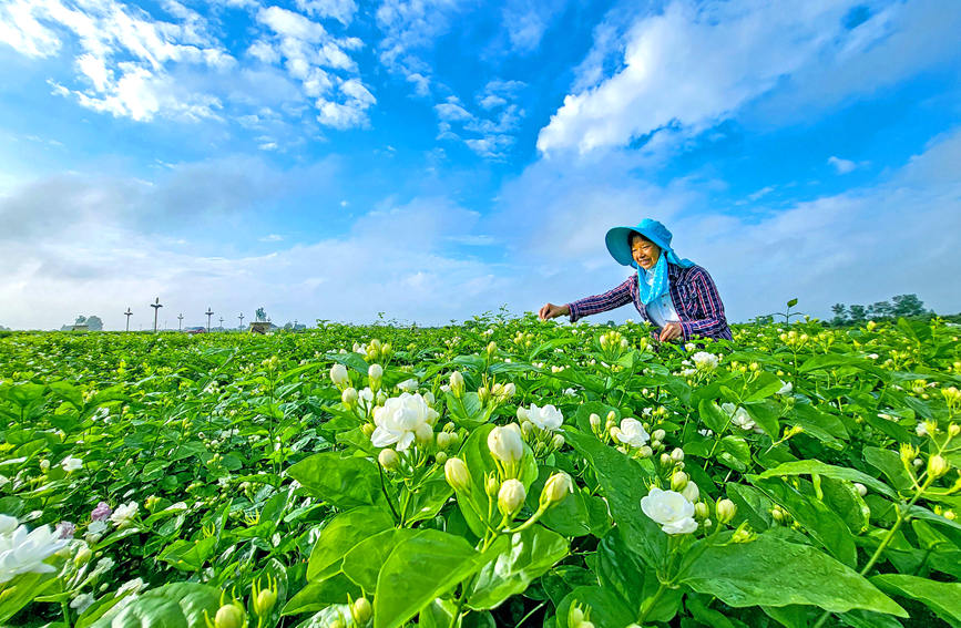 花農(nóng)在采摘茉莉花。黃汝德攝