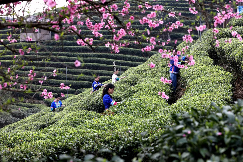 布央春采 圖片來源：三江縣委宣傳部