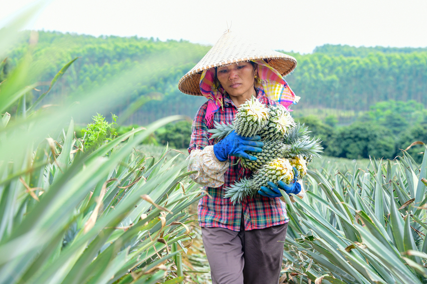 工人正在田地里忙著采摘菠蘿。