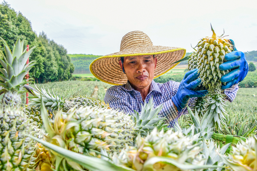 工人正在田地里忙著采摘菠蘿。