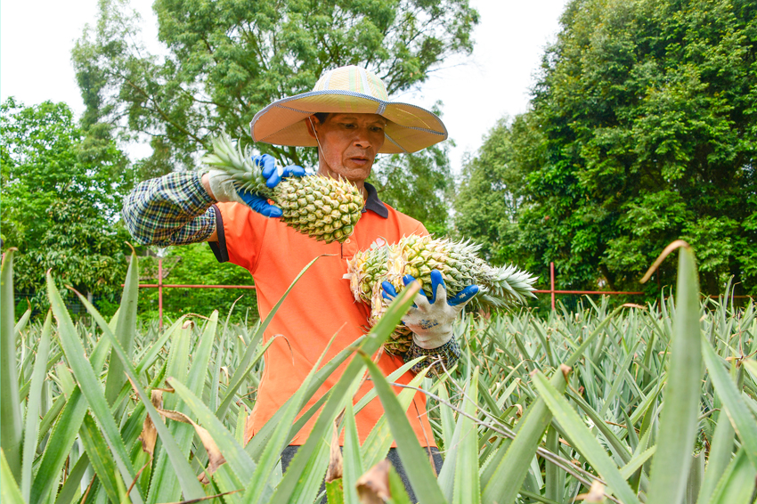 工人正在采摘菠蘿。