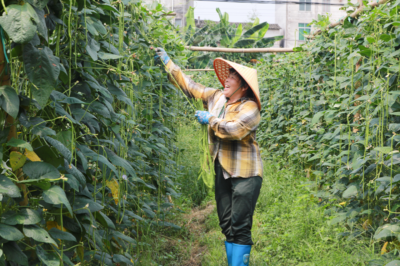 村民采摘豆角。