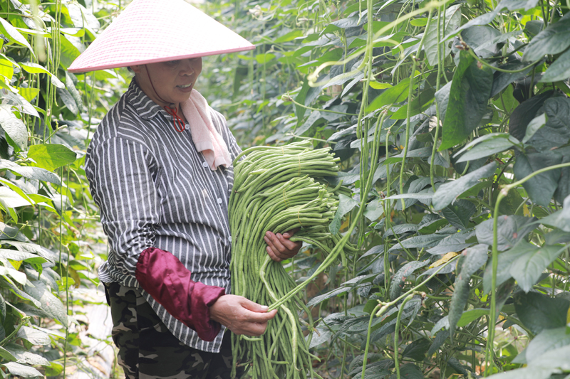 村民采摘豆角。