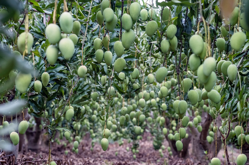 芒果掛滿(mǎn)枝頭。周金鵬攝