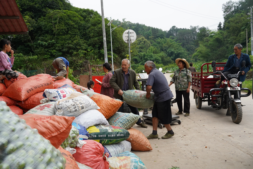 果農(nóng)將三華李搬運過秤。