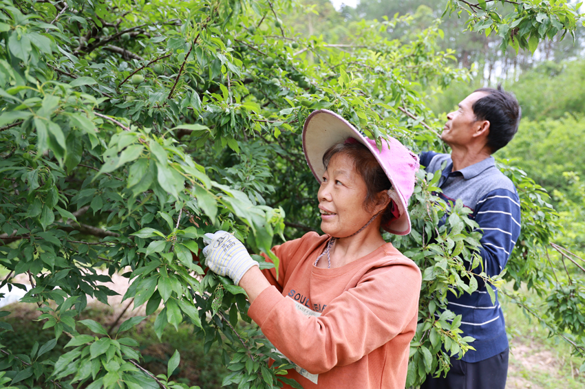 果農(nóng)在采摘三華李。