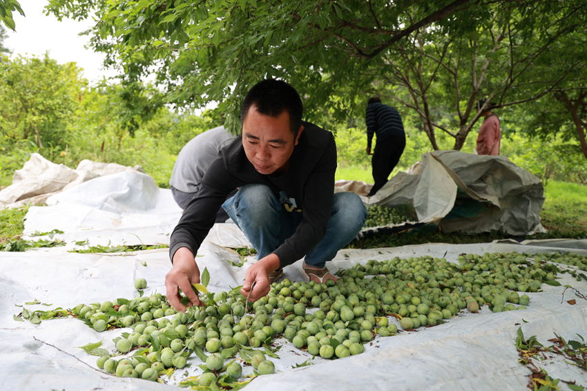 果農(nóng)對李三華進行分揀。