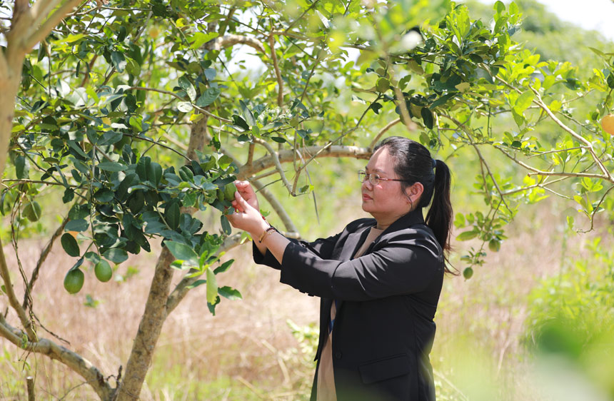 廣西容縣石頭鎮(zhèn)泗福村香水檸檬種植基地負(fù)責(zé)人陳劍藝在查看檸檬的生長情況。浦嘉馨攝