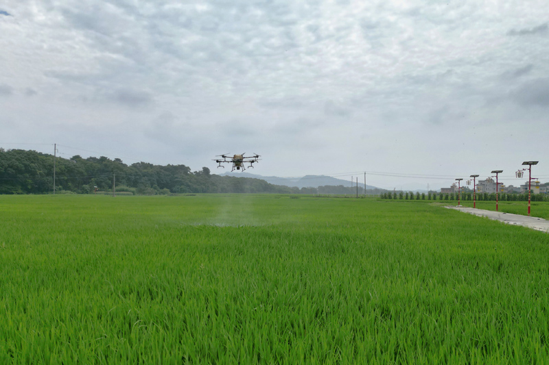 圖為6月10日，農(nóng)業(yè)植保機(jī)正在龍水鎮(zhèn)光田村水稻田上空作業(yè)。