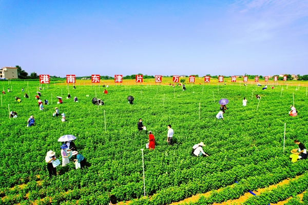 萬畝艾草種植示范基地。劉志寧攝