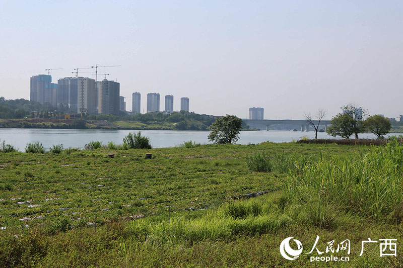 邕寧區(qū)龜山濱江公園沿江景觀。人民網(wǎng) 付華周攝