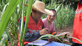 廣西農(nóng)投集團(tuán)：搶抓農(nóng)時促豐收