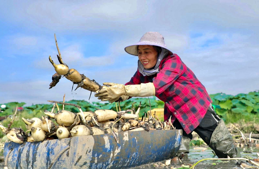 藕農(nóng)根據(jù)經(jīng)驗(yàn)，探尋藏在淤泥深處的鮮嫩蓮藕。