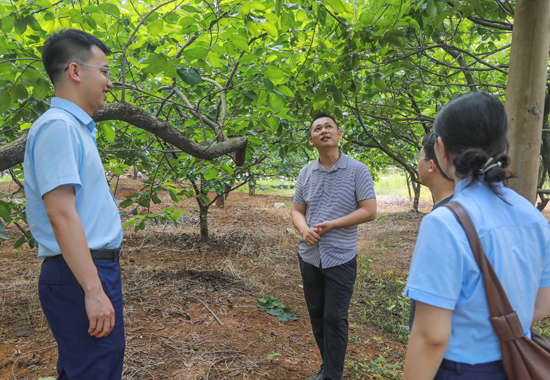 桂林銀行走訪調(diào)研牛角村柿餅產(chǎn)業(yè)。桂林銀行供圖