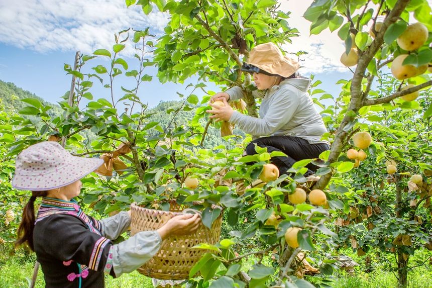 圖為群眾在采摘桂花梨。李世華攝