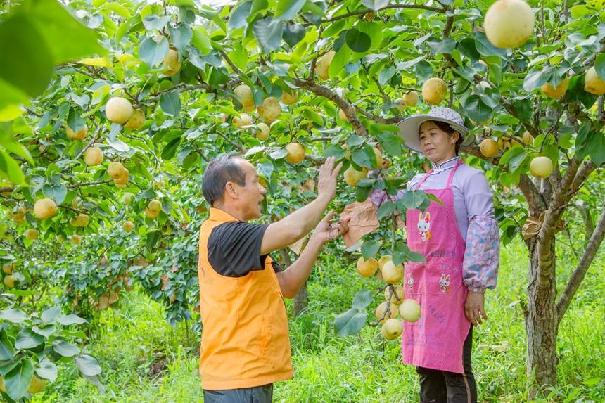 圖為西林縣基層農(nóng)技員在指導群眾正確采摘桂花梨。李世華攝