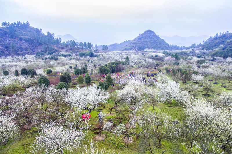 兩河鎮(zhèn)紅色果鄉(xiāng)桃李產(chǎn)業(yè)示范區(qū)