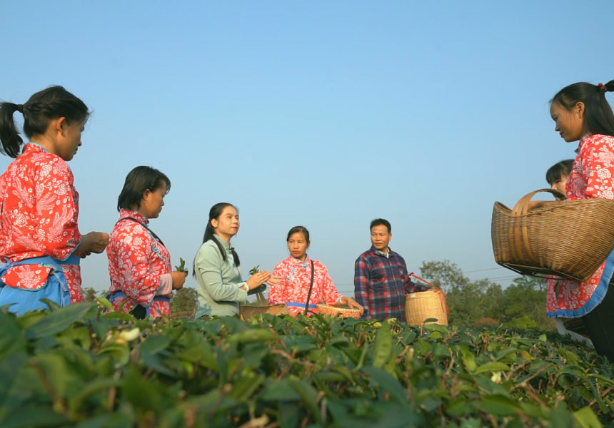 茶專家指導(dǎo)茶農(nóng)采茶。