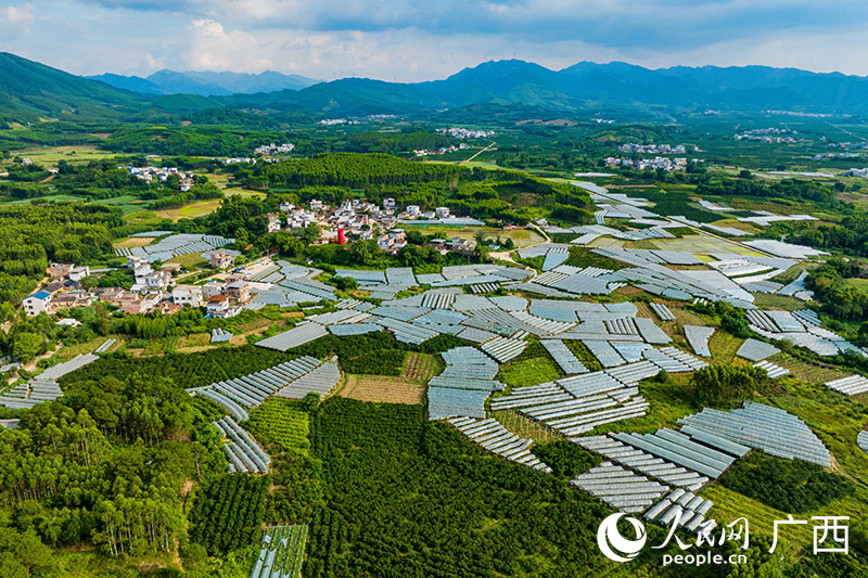 交址村陽(yáng)光玫瑰葡萄種植基地。人民網(wǎng) 何寧攝