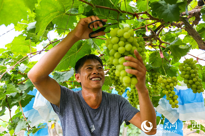 覃翔采摘葡萄。人民網(wǎng) 何寧攝