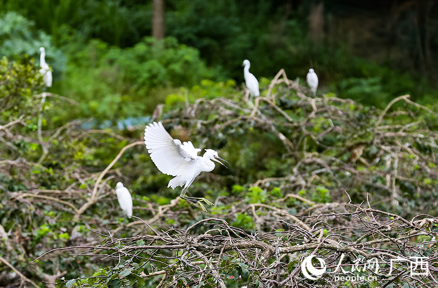 目前古德村有上萬(wàn)只鷺鳥(niǎo)。人民網(wǎng) 譚江波攝