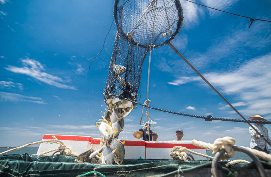 金鯧魚被倒進(jìn)捕撈船