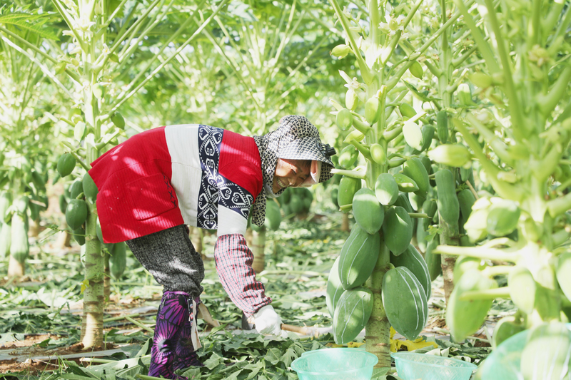 村民在割木瓜漿。橫州市融媒體中心供圖