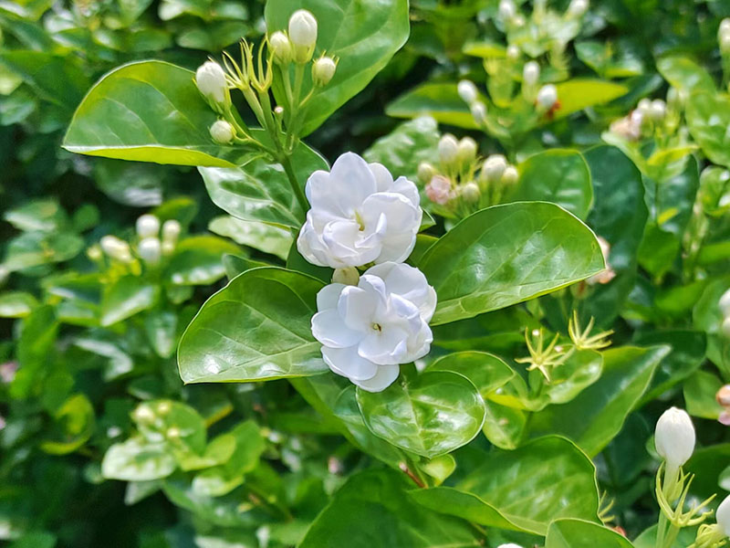 實習生張鳳琴 攝