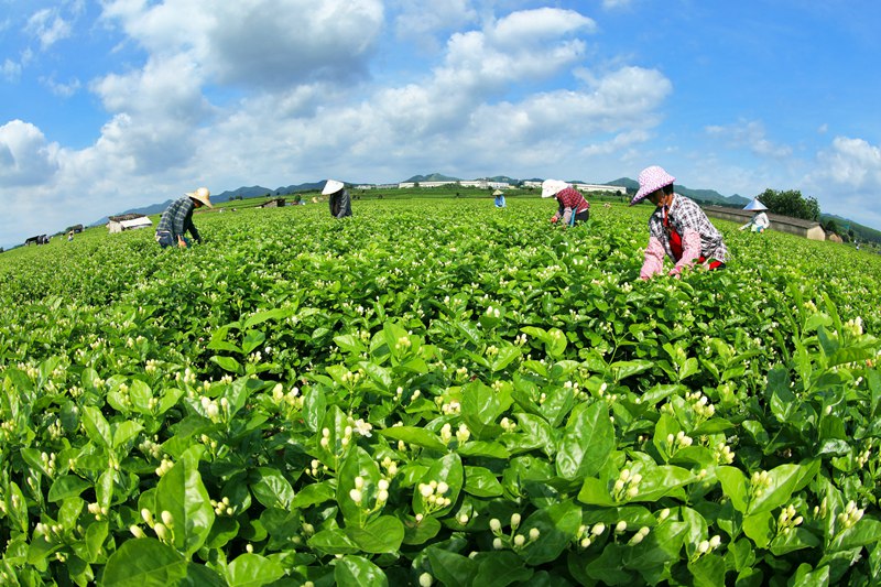 小小茉莉花成為鄉(xiāng)村振興“致富花”。