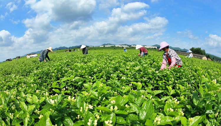 廣西橫州：小茉莉撬動鄉(xiāng)村振興大產(chǎn)業(yè)