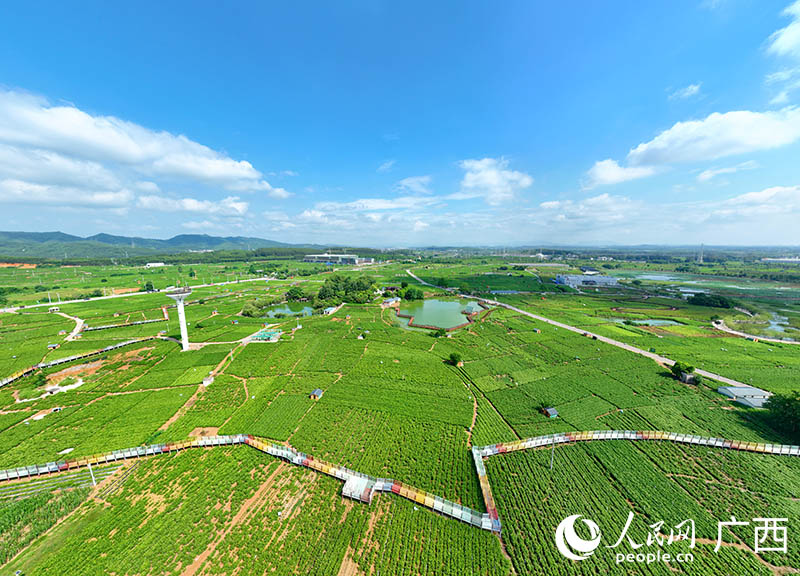 橫州中華茉莉園。人民網(wǎng) 付華周攝