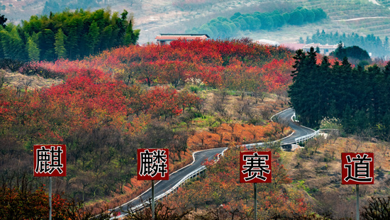 秋天的灌陽萬畝梨園，萬山紅遍，園內的麒麟賽道是國內外汽摩車手的天堂。灌陽縣委宣傳部供圖