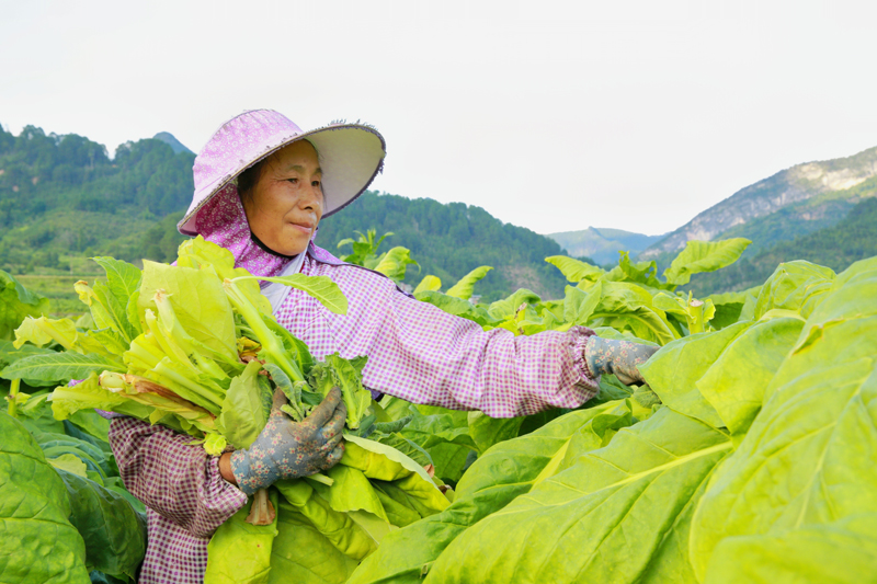 圖為工人正在田間采摘煙葉。覃春娥攝