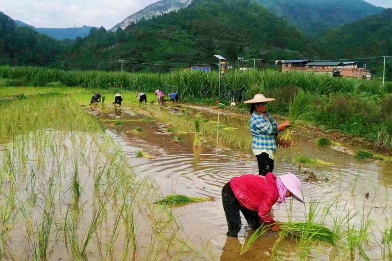 圖為工人煙后種植水稻。覃興福攝