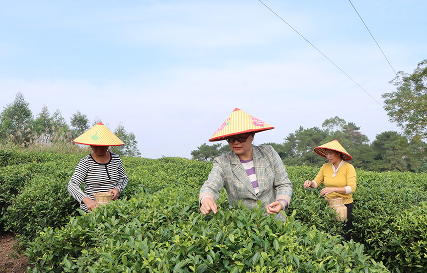 村民采摘冬茶。黃紫玥攝