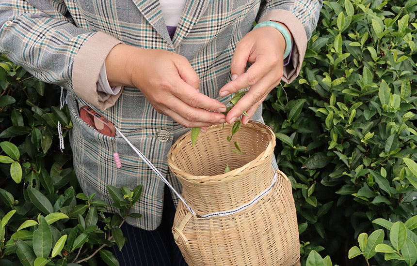 這是一年之中最后一季茶。黃紫玥攝