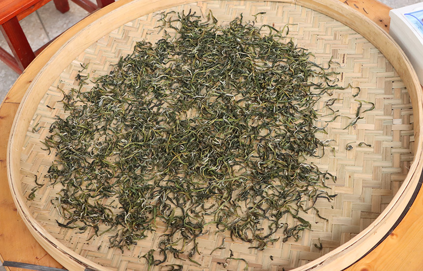 觀察茶葉狀態(tài)，制茶即將完成。黃紫玥攝