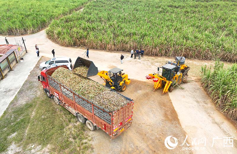 機(jī)收甘蔗正在裝車。人民網(wǎng) 付華周攝