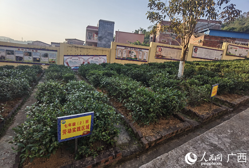 玉林市民族中學的勞動實踐基地是一片茶園。人民網記者 覃心攝