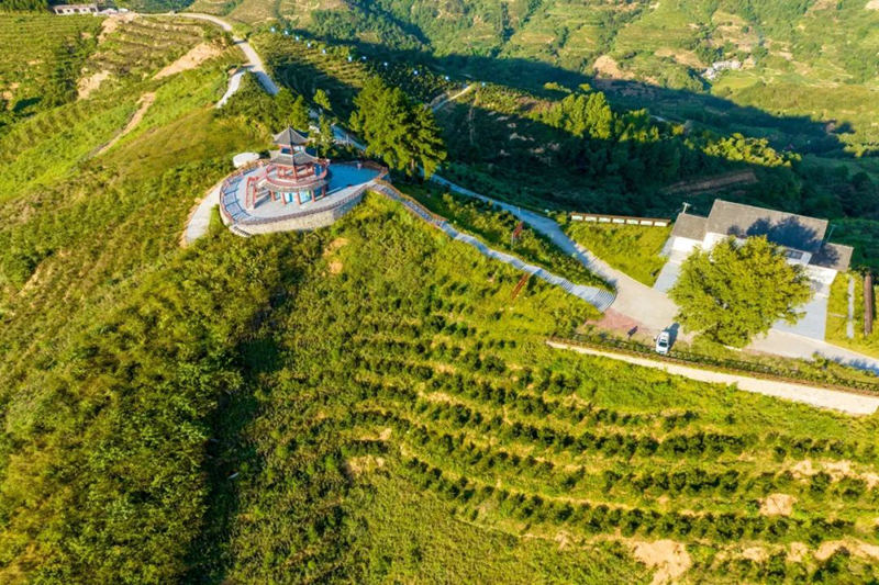 信河村萬畝油茶種植基地。東蘭縣融媒體中心供圖