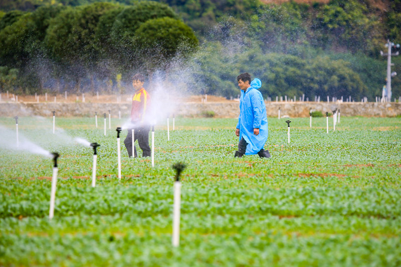 種植戶在田間查看全自動的澆灌系統(tǒng)。韋雨函攝