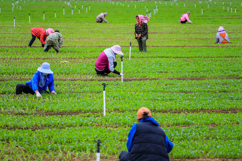 菜農(nóng)在地里選苗。韋雨函攝