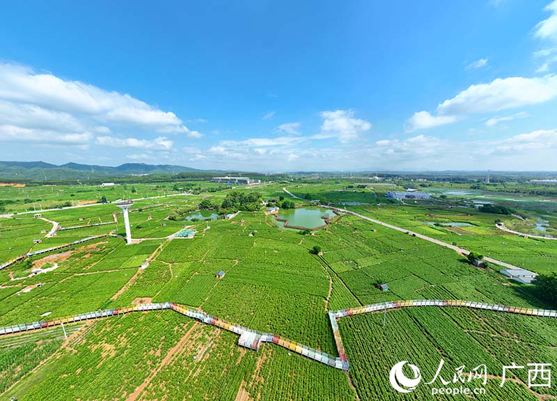 廣西橫州中華茉莉園。人民網(wǎng) 付華周攝