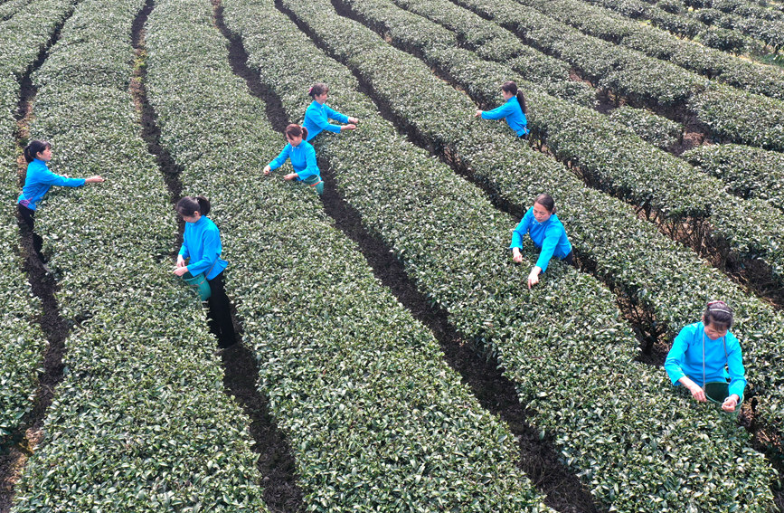 村民在茶園里采茶。潘志祥攝